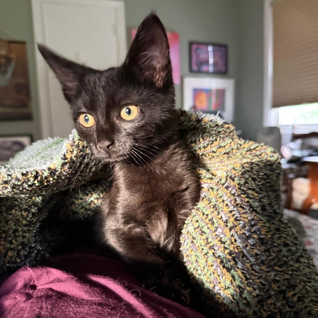 Enlarge Smudge, a Adoptable Domestic Short Hair in Richmond, VA image 2/3