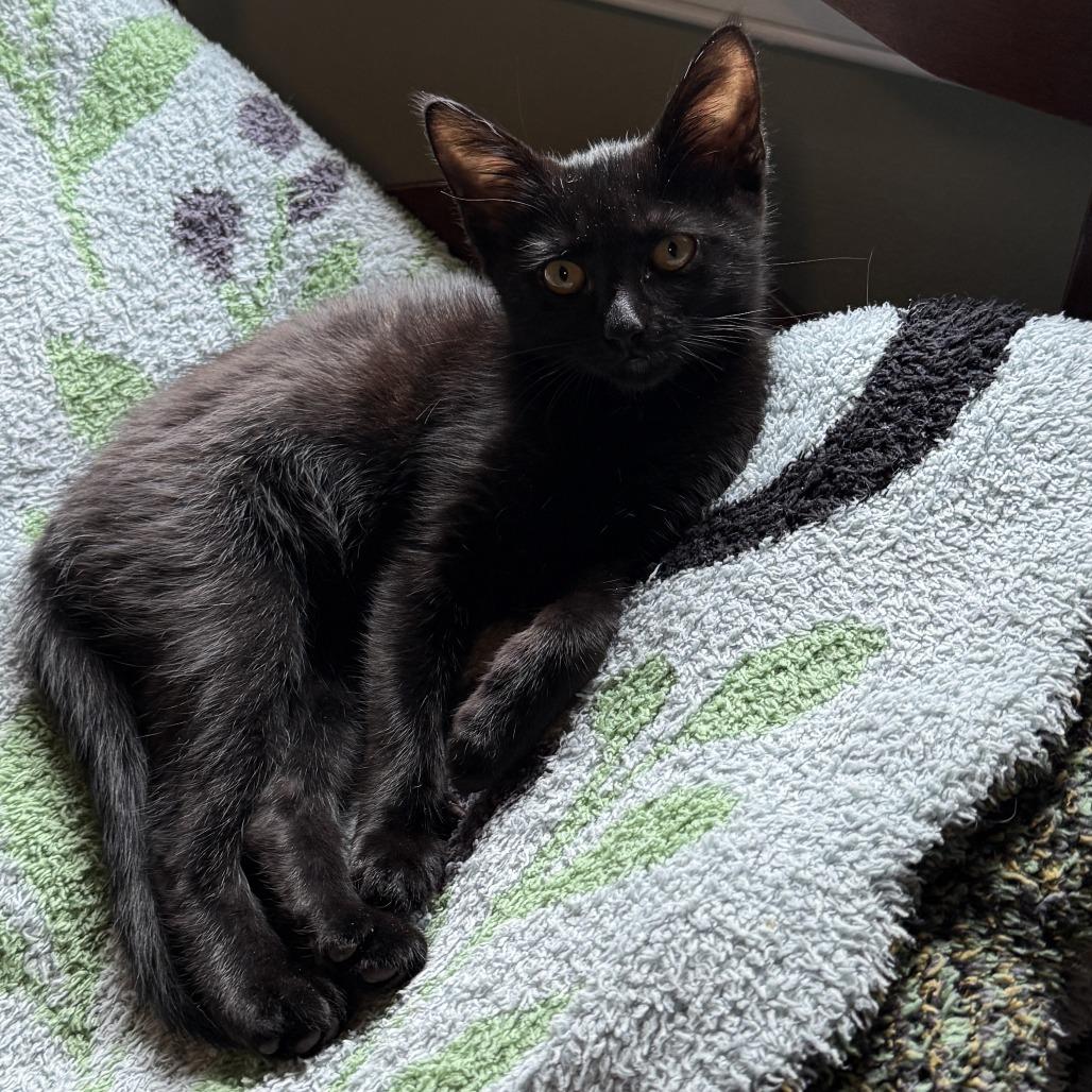 Enlarge Smudge, a Adoptable Domestic Short Hair in Richmond, VA image 3/3