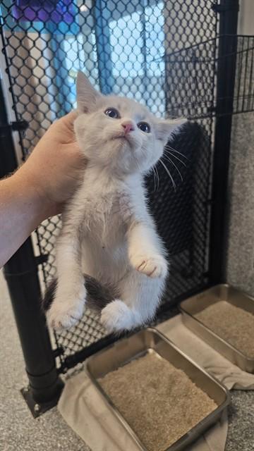SALMON, Adoptable, Kitten Male Domestic Short Hair.