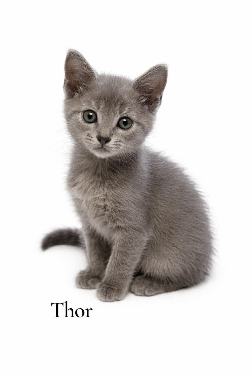 Enlarge Thor, an adopted Domestic Short Hair in Stevensville, MI image 1/1