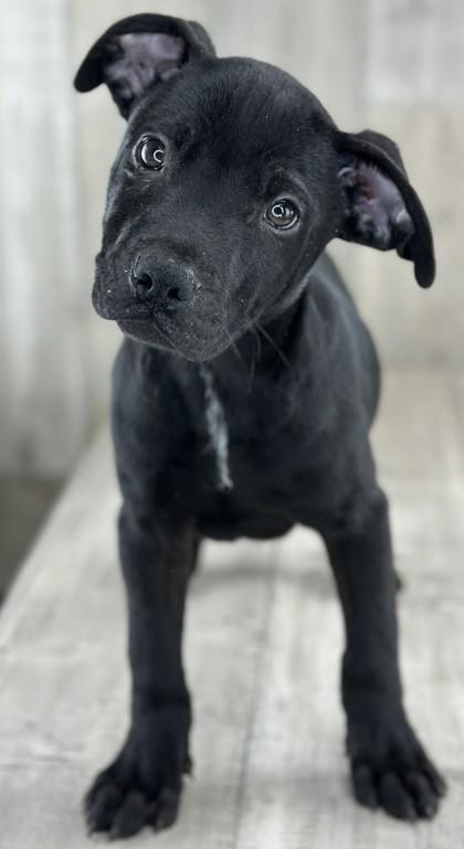 Astro, Adoptable, Adult Male Terrier & Mixed Breed.