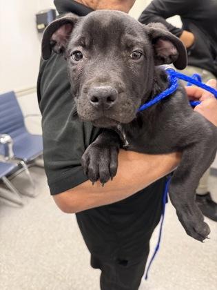 Enlarge Astro, a Adoptable mixed breed in Shreveport, LA image 2/2