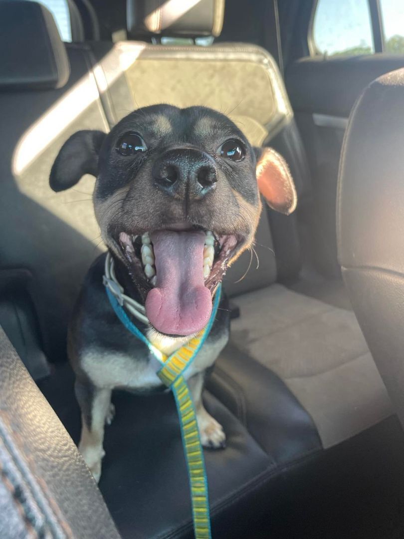 Enlarge Poppy, a Adopted mixed breed in Lucedale, MS image 1/2