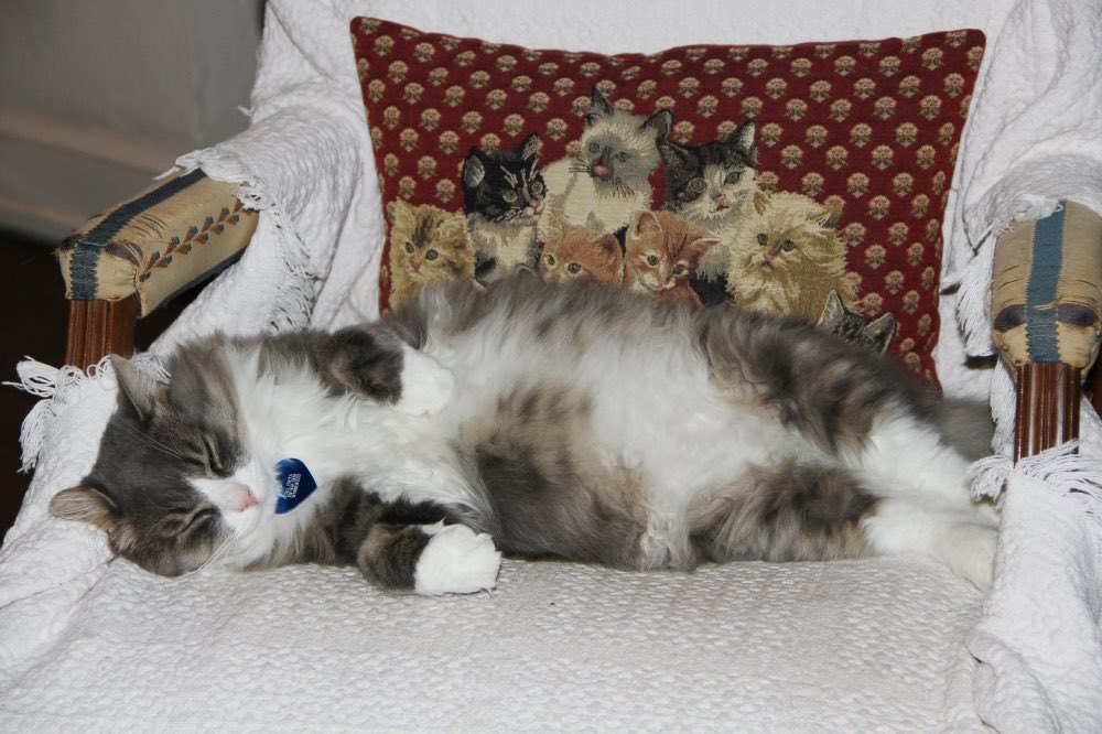 Bonded pair Clooney Maine Coon and Sophia 