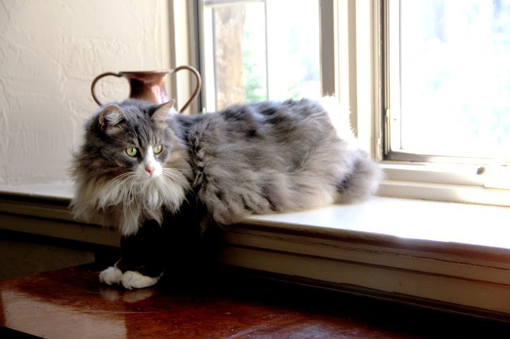 Bonded pair Clooney Maine Coon and Sophia 