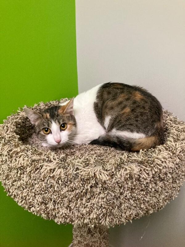 Enlarge Sundown, a Adoptable Domestic Short Hair in Jackson, TN image 1/5