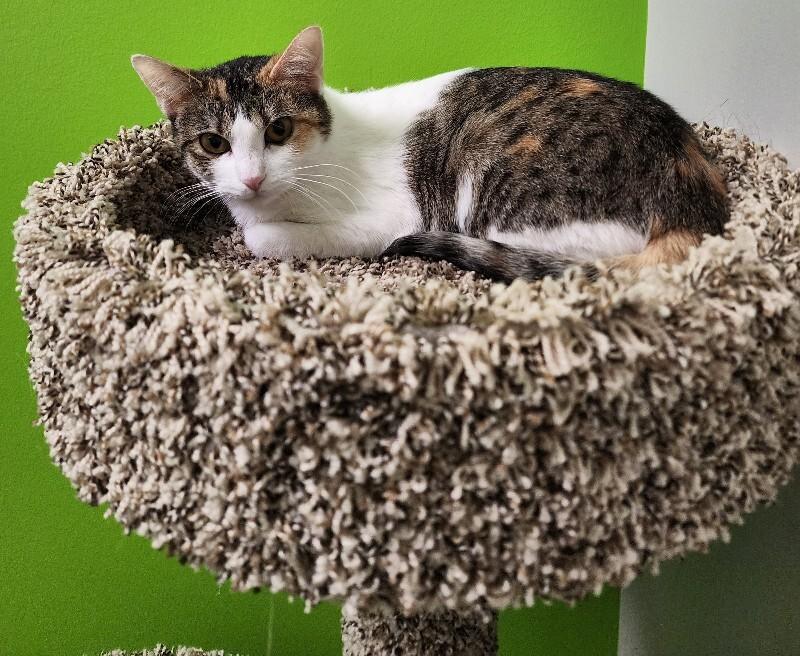 Enlarge Sundown, a Adoptable Domestic Short Hair in Jackson, TN image 2/5