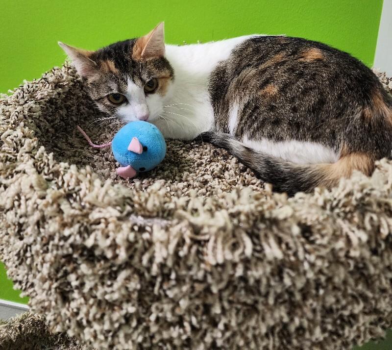 Enlarge Sundown, a Adoptable Domestic Short Hair in Jackson, TN image 3/5