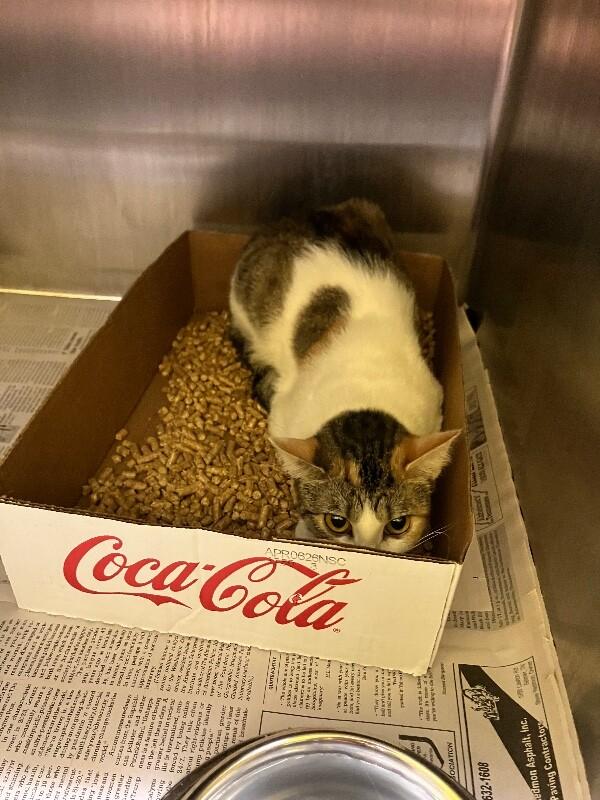 Enlarge Sundown, a Adoptable Domestic Short Hair in Jackson, TN image 4/5