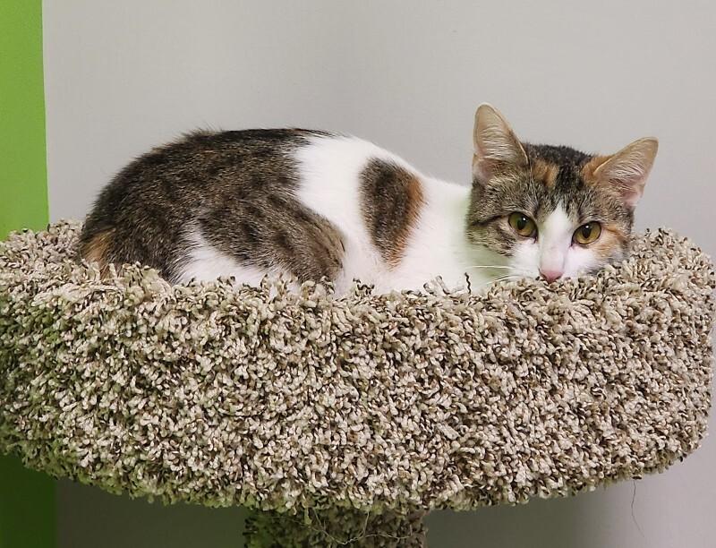 Enlarge Sundown, a Adoptable Domestic Short Hair in Jackson, TN image 5/5