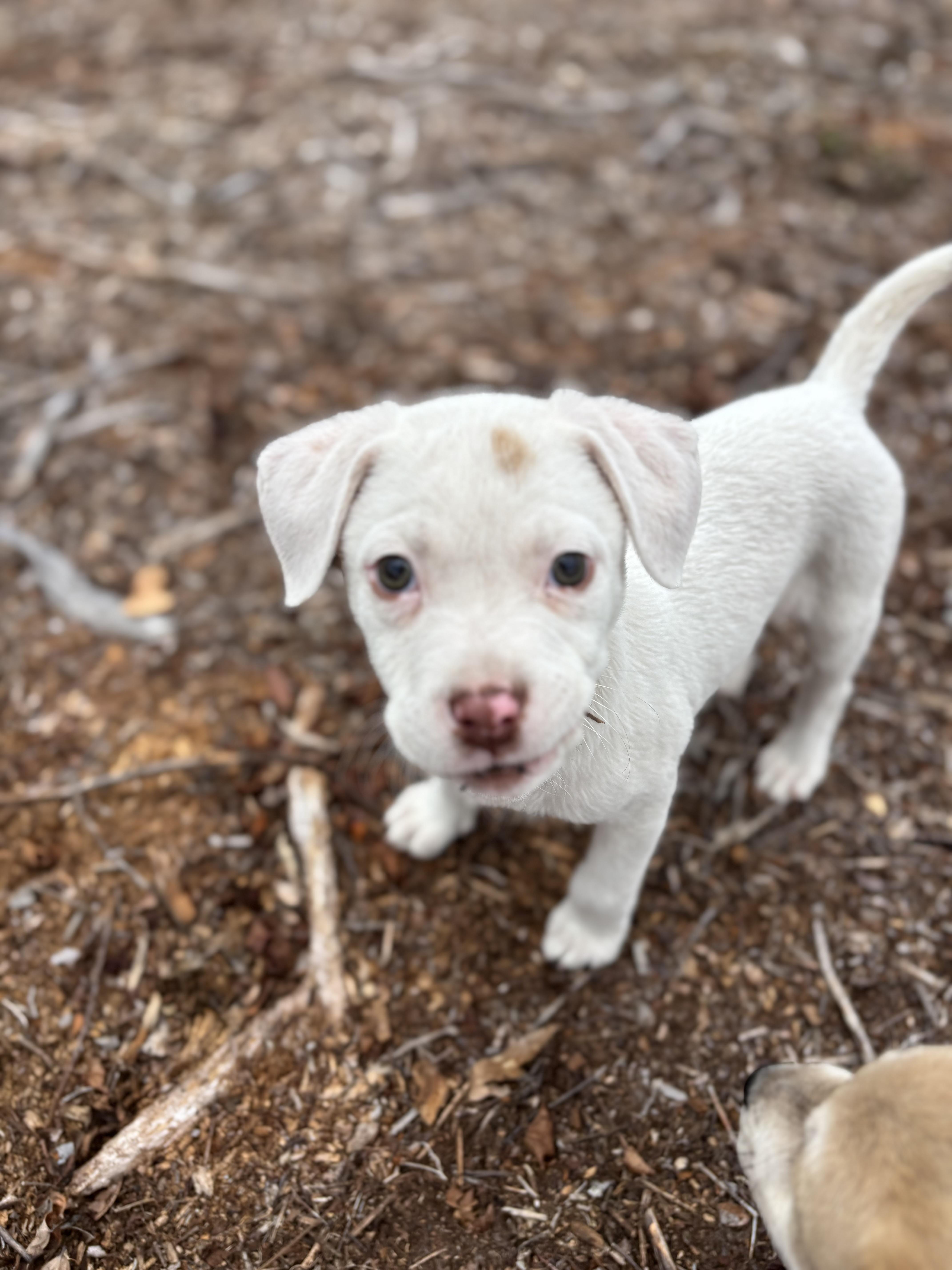 Enlarge Pearl, an adopted mixed breed in Hortense, GA image 1/3