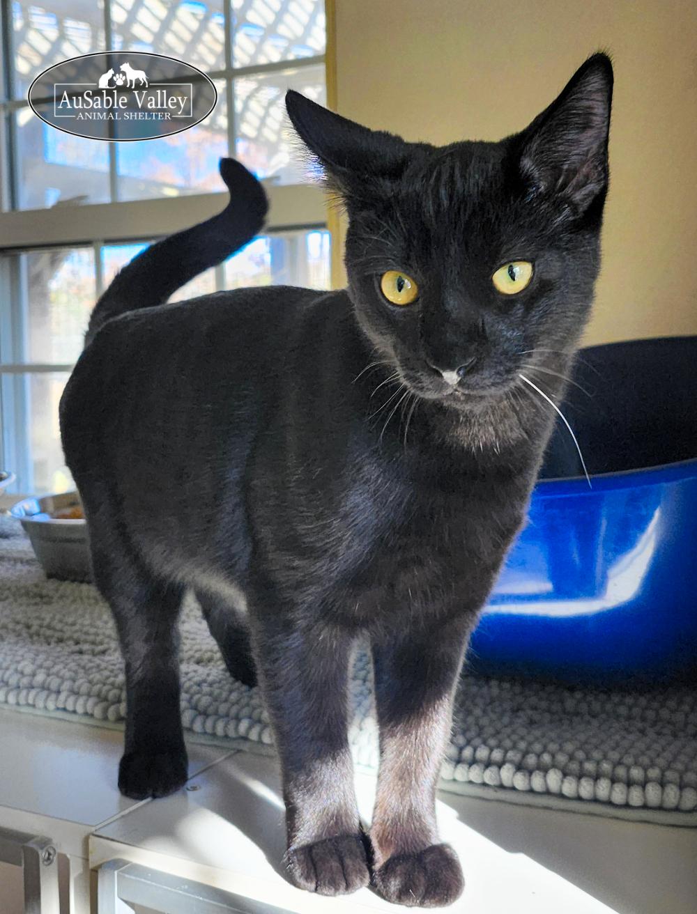 Enlarge Count Chocula, an adoption pending Domestic Short Hair in Grayling, MI image 2/3