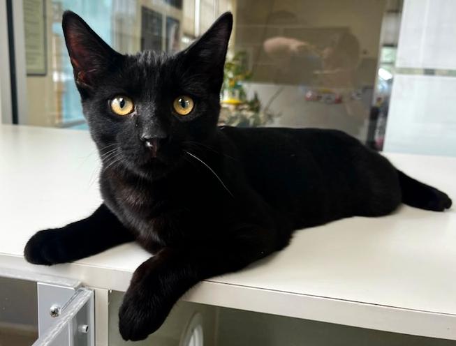 Enlarge Count Chocula, an adoption pending Domestic Short Hair in Grayling, MI image 3/3