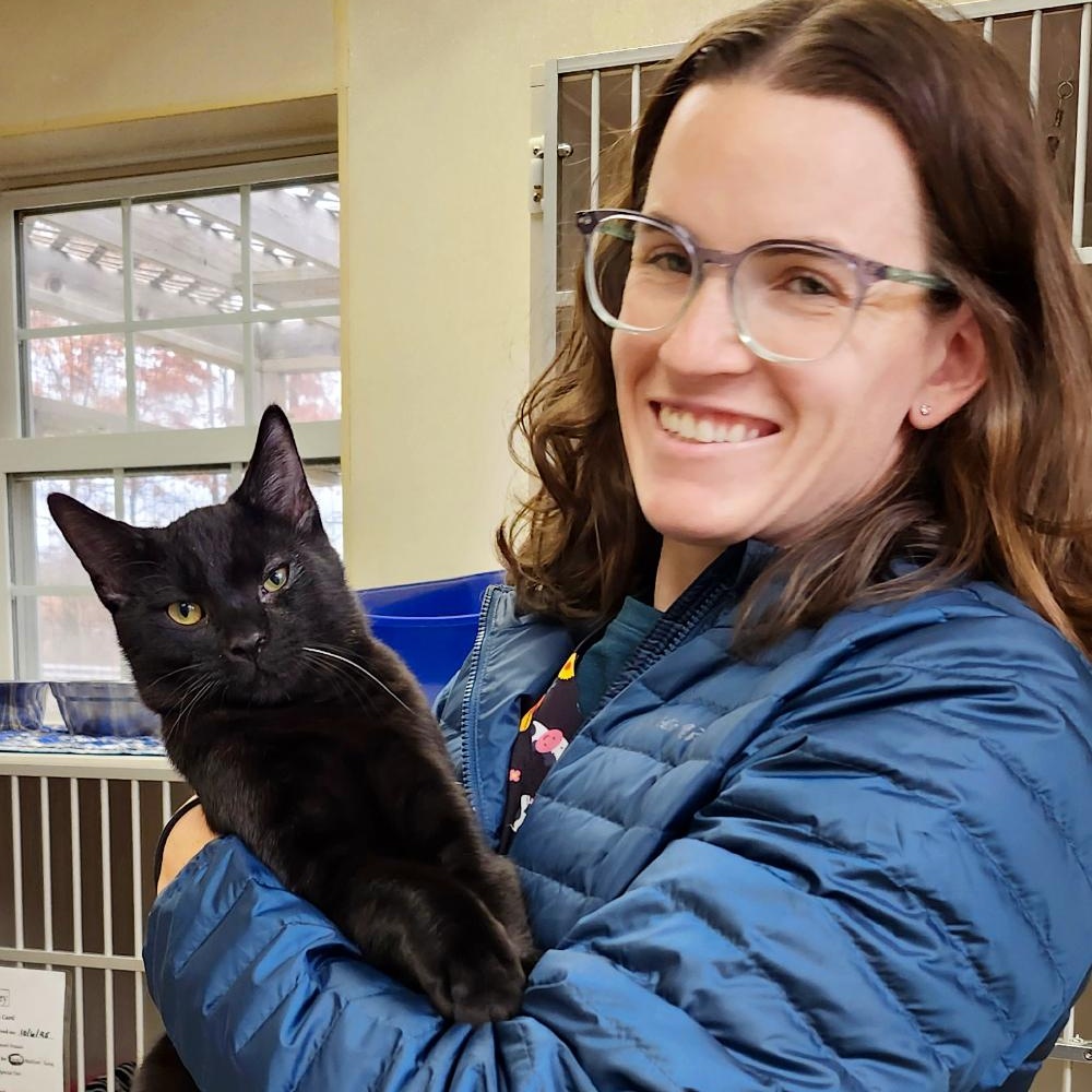 Enlarge Count Chocula, an adoption pending Domestic Short Hair in Grayling, MI image 1/3