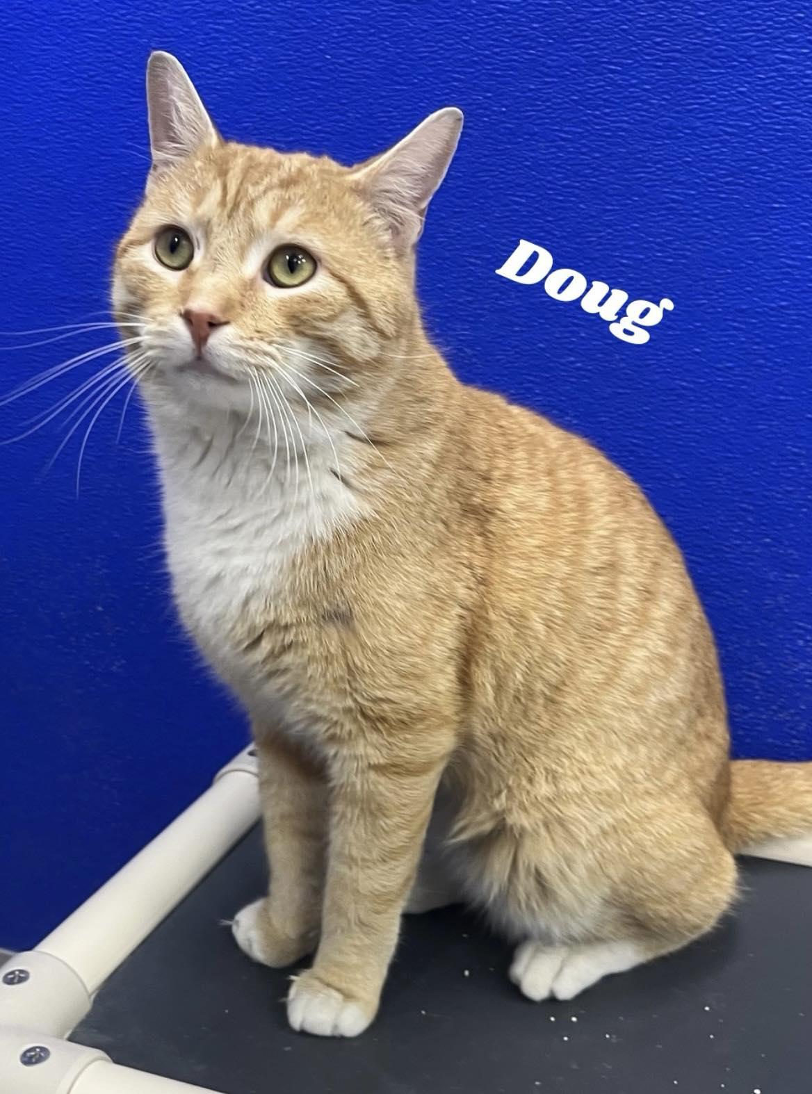 Doug, ADOPTABLE, Adult Male Domestic Short Hair.