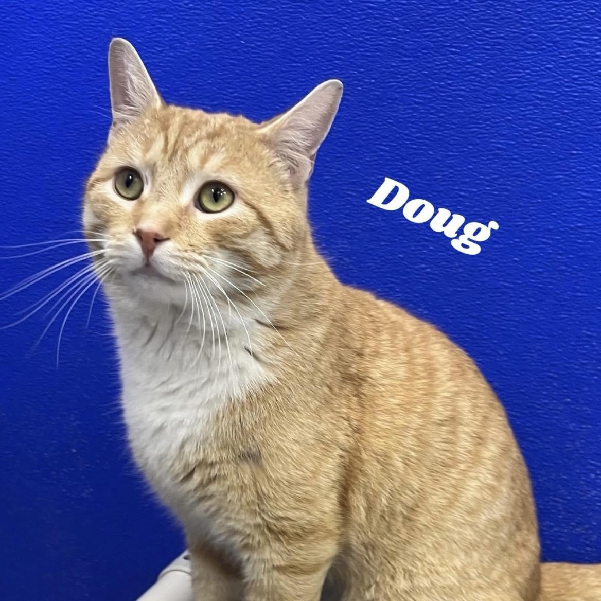 Enlarge Doug, a ADOPTABLE mixed breed in Dunkirk, NY image 1/1