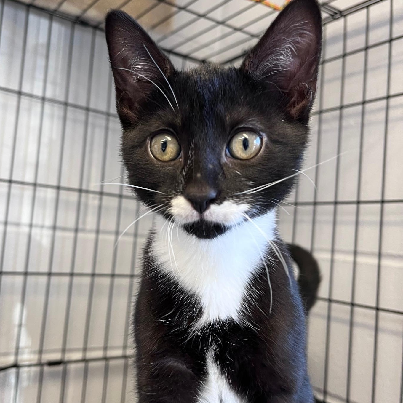 Bloom & Bud - Bonded Mother And Son, adopted, Young Female Domestic Short Hair.