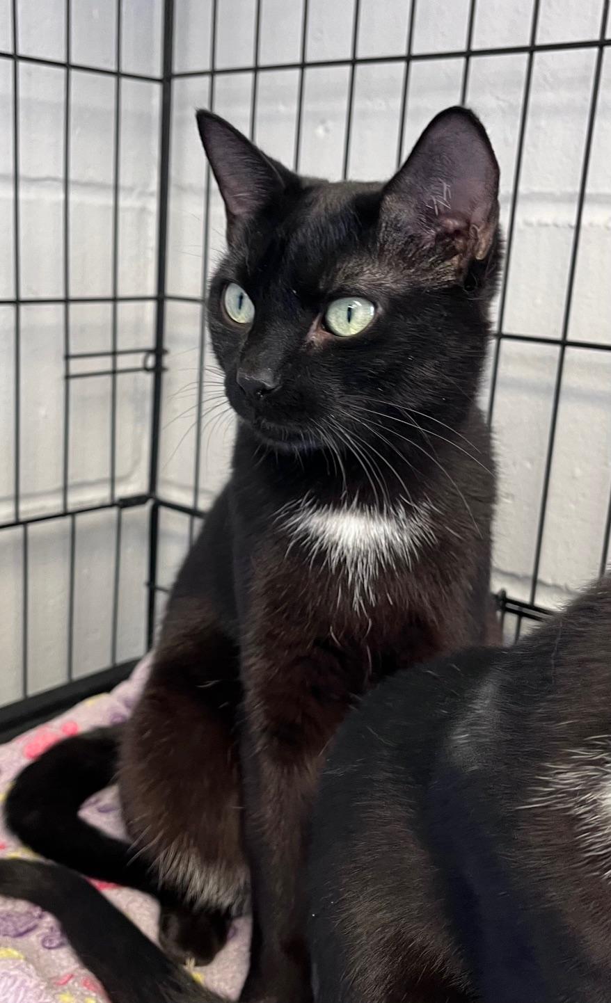 Enlarge Bloom & Bud - Bonded Mother And Son, an adopted Domestic Short Hair in East Northport, NY image 3/4