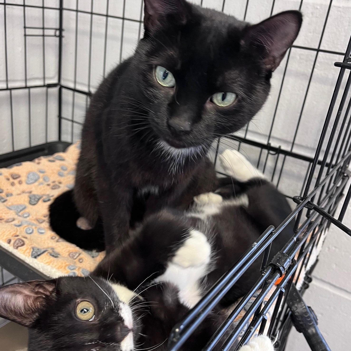 Enlarge Bloom & Bud - Bonded Mother And Son, an adopted Domestic Short Hair in East Northport, NY image 4/4