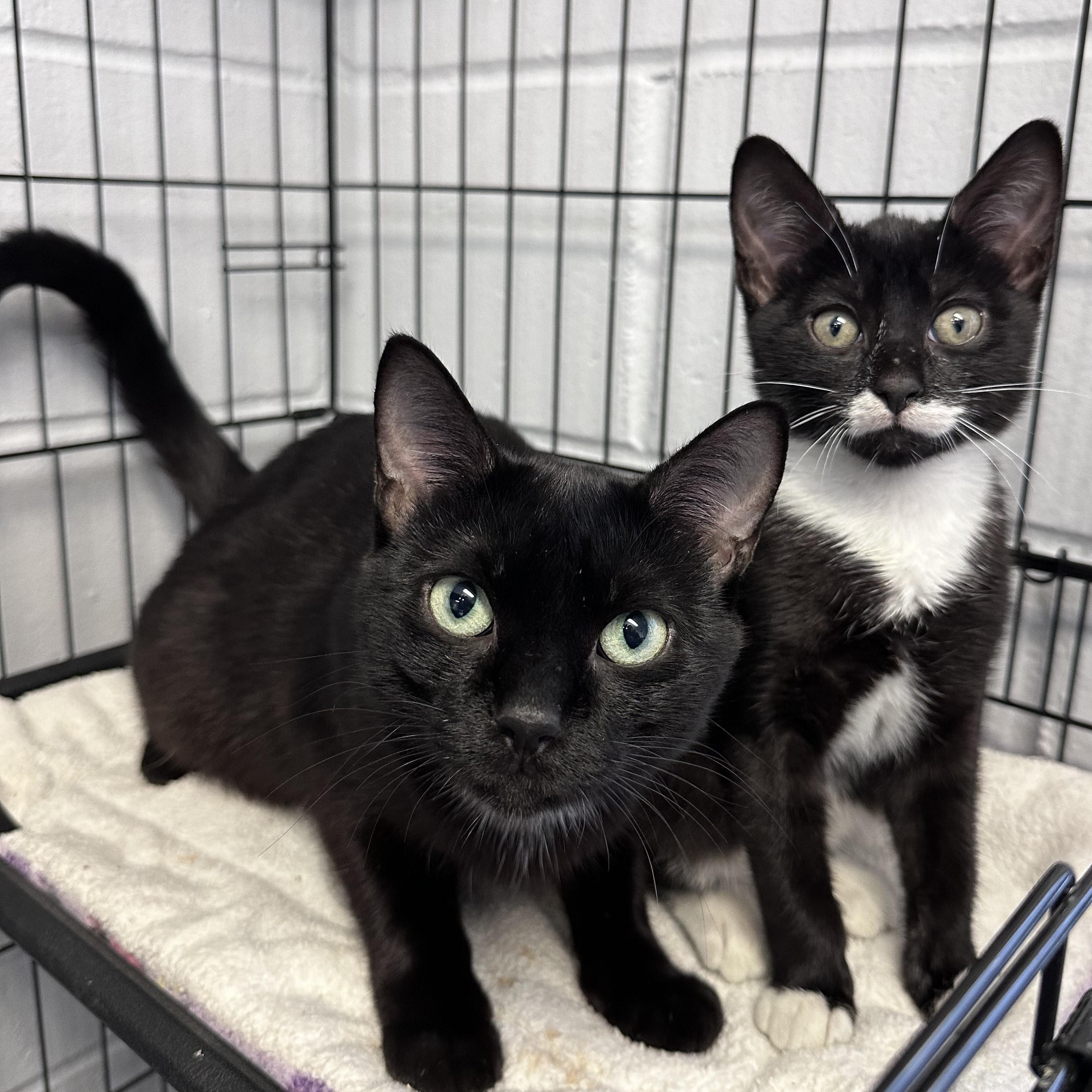 Bloom & Bud - Bonded Mother And Son, adopted, Young Female Domestic Short Hair.