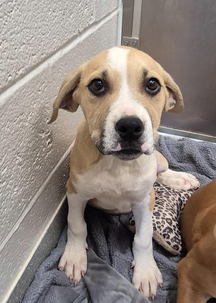 Enlarge Conway “Twitty-Tail” Woofman, a Adoptable mixed breed in East Ridge, TN image 1/2