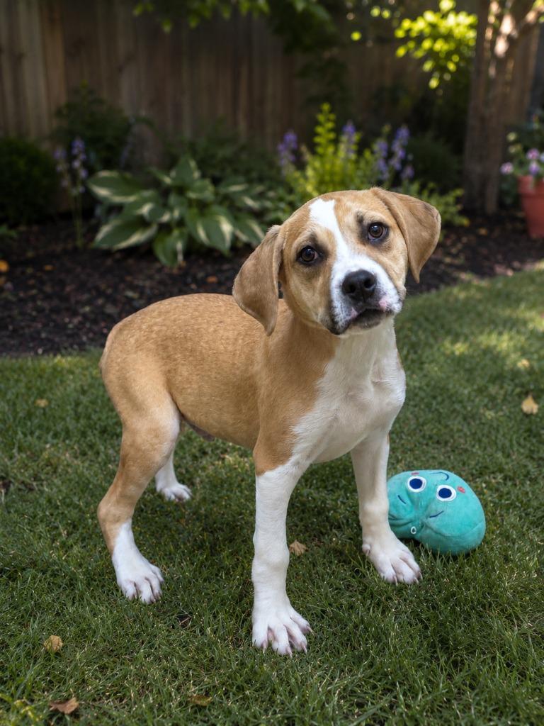 Enlarge Conway “Twitty-Tail” Woofman, a Adoptable mixed breed in East Ridge, TN image 2/2