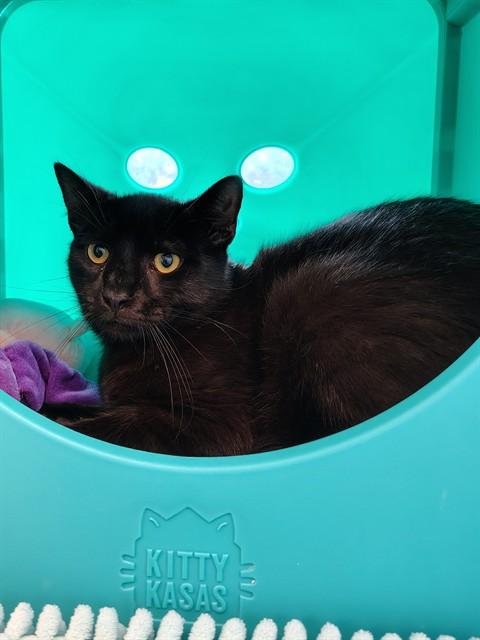 Enlarge ROCK, a Adoptable Domestic Short Hair in Leesburg, VA image 1/1