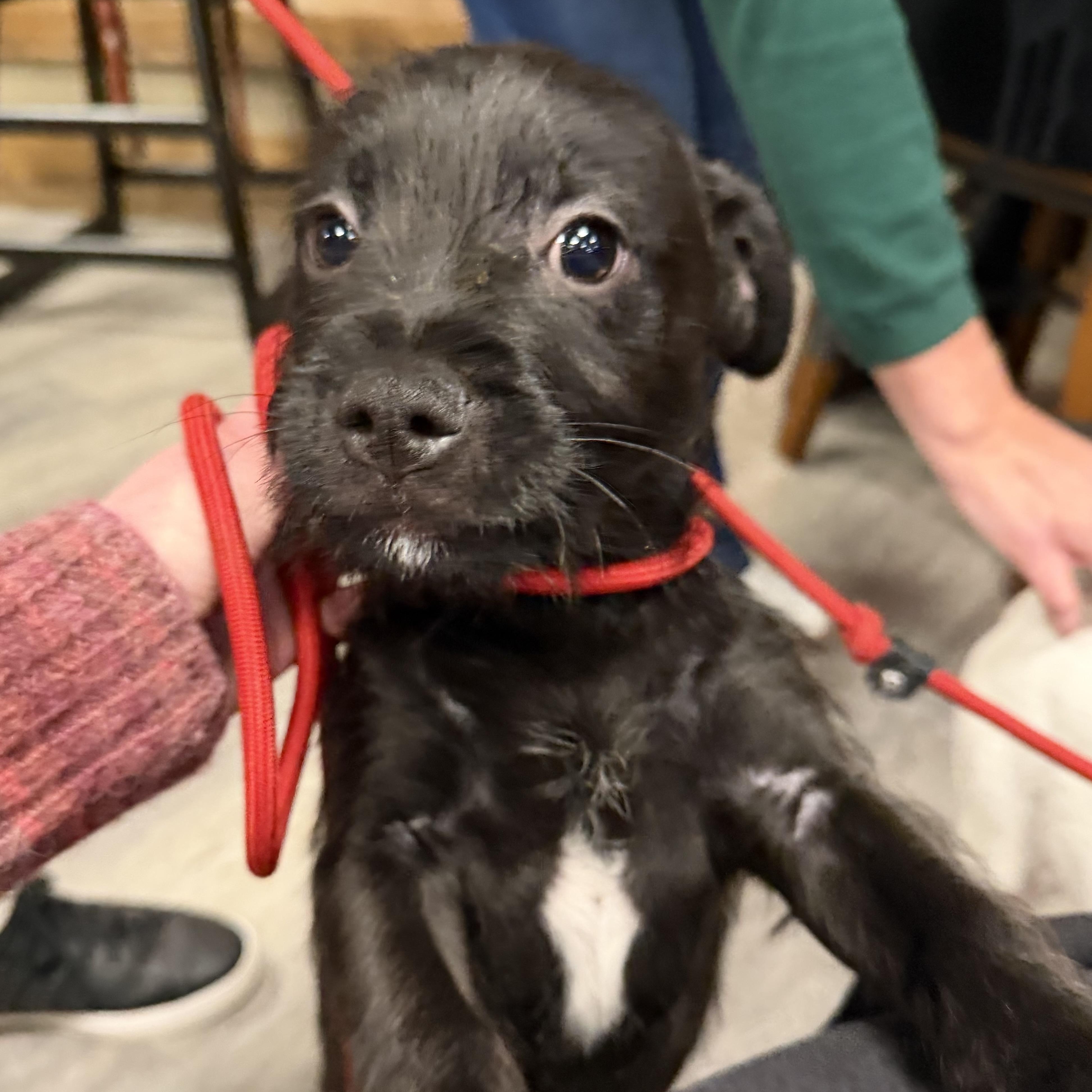 Enlarge CHARLES, an adopted mixed breed in Cranston, RI image 1/3