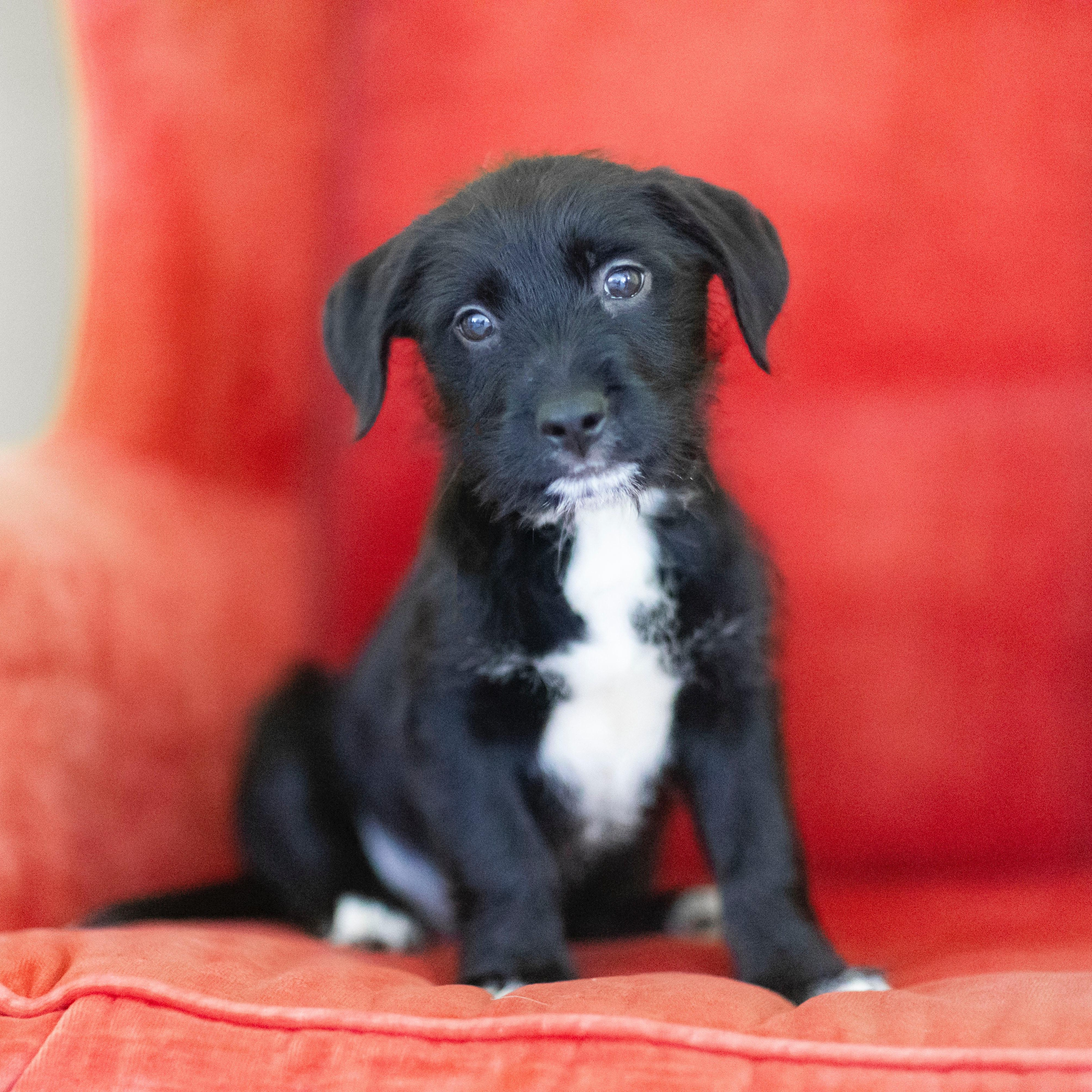 Enlarge CHARLES, a Adoptable mixed breed image 1/2