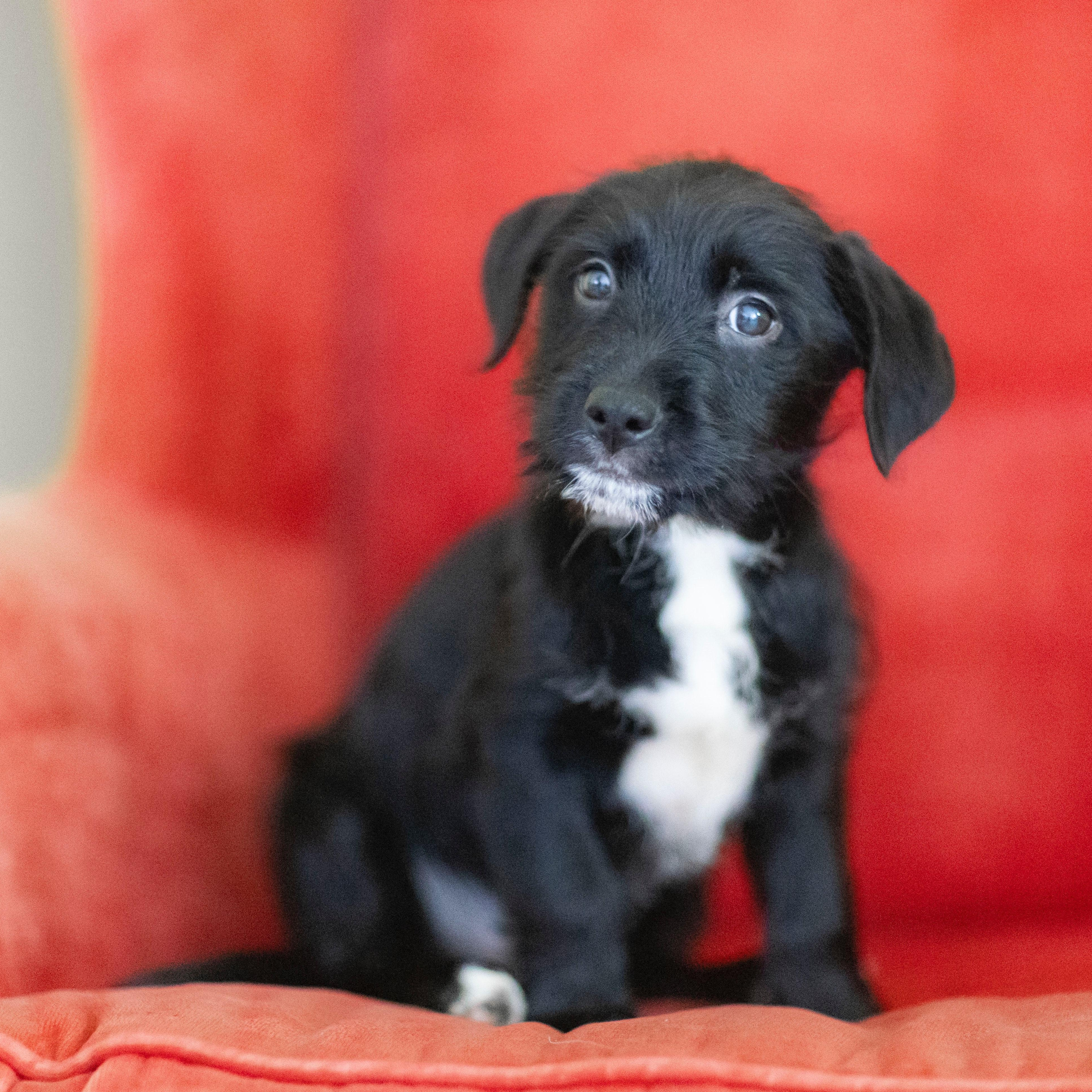 Enlarge CHARLES, a Adoptable mixed breed image 2/2