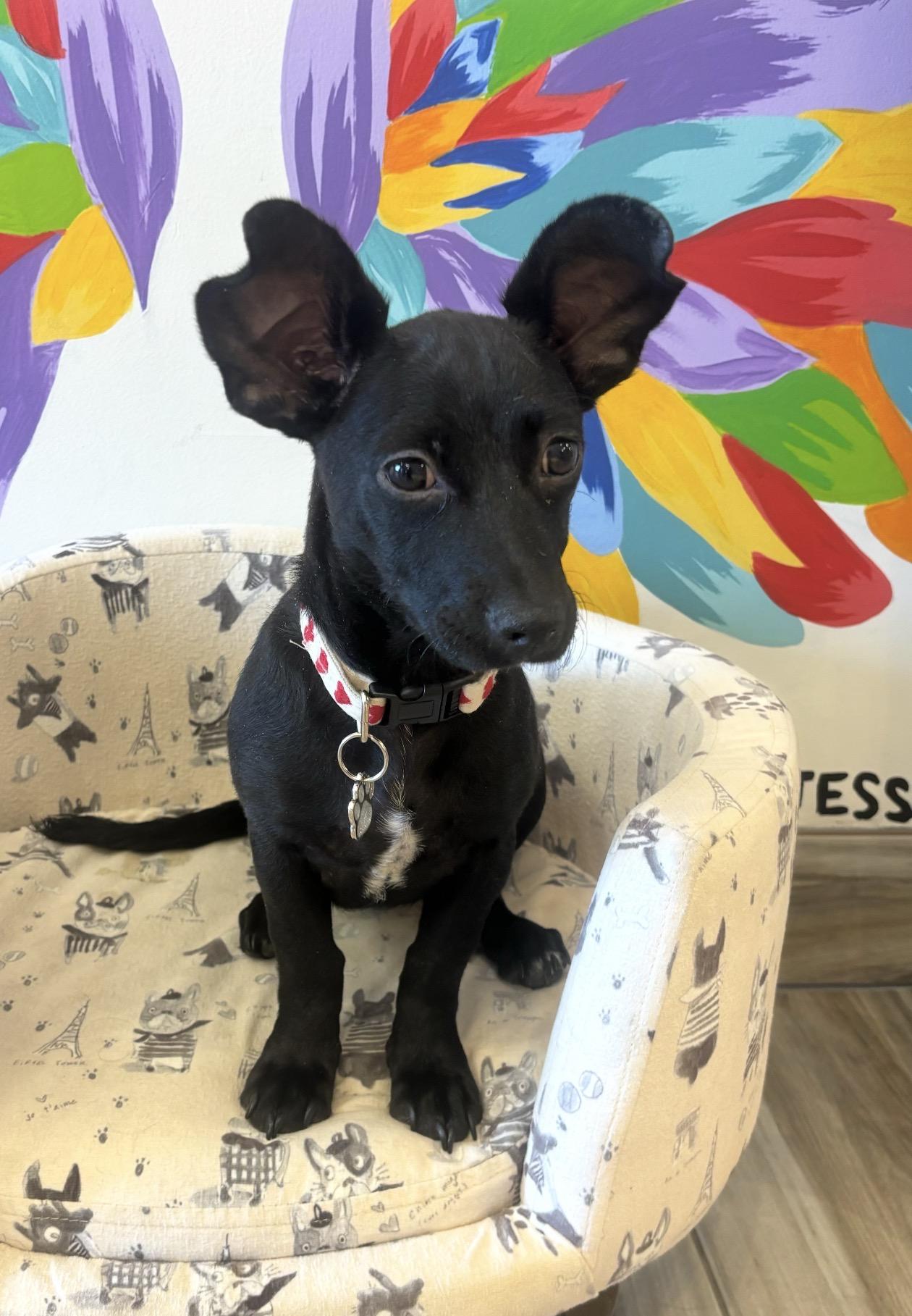 Birdie, ADOPTABLE, Puppy Female Chiweenie.