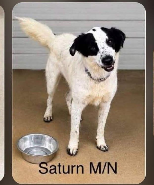 Saturn, adopted, Adult Male Mixed Breed.