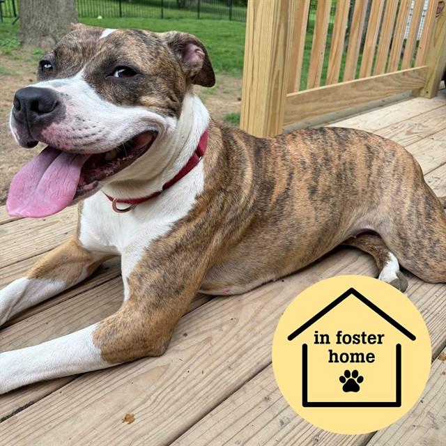 Enlarge PRINCESS, a Adoptable mixed breed in Saint Louis, MO image 1/1