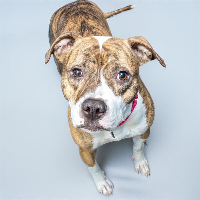 Enlarge PRINCESS, a Adoptable mixed breed in Saint Louis, MO image 1/1