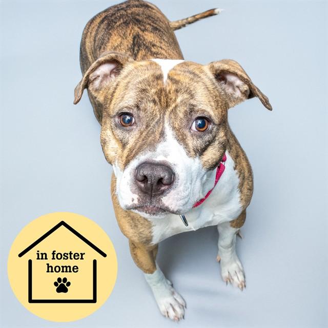 PRINCESS, Adoptable, Young Female Pit Bull Terrier & Mixed Breed.