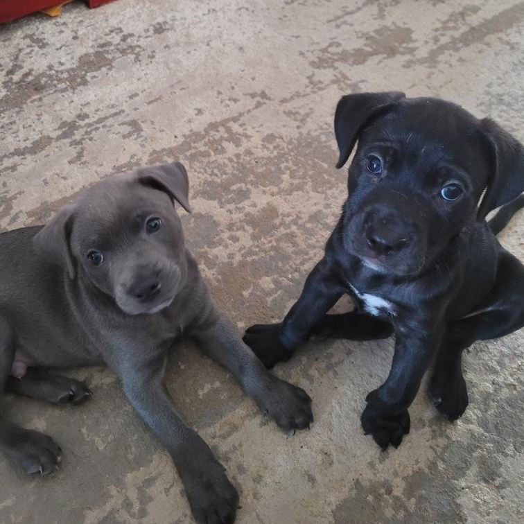 Enlarge Greyson - "Puppy Power", a Adoptable Mixed Breed in Minneapolis, MN image 3/5