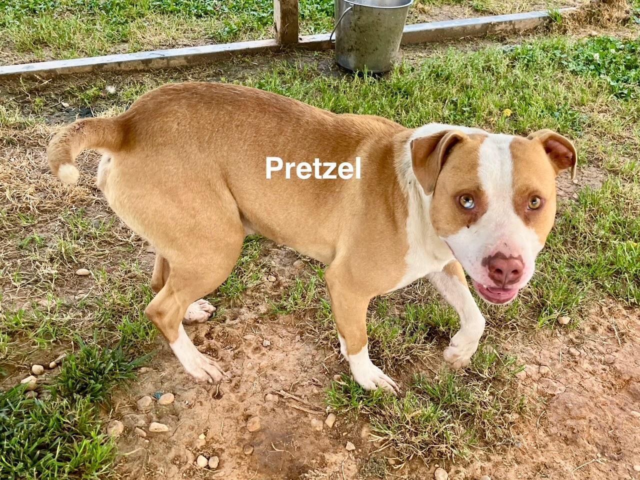 Pretzel thumbnail 3