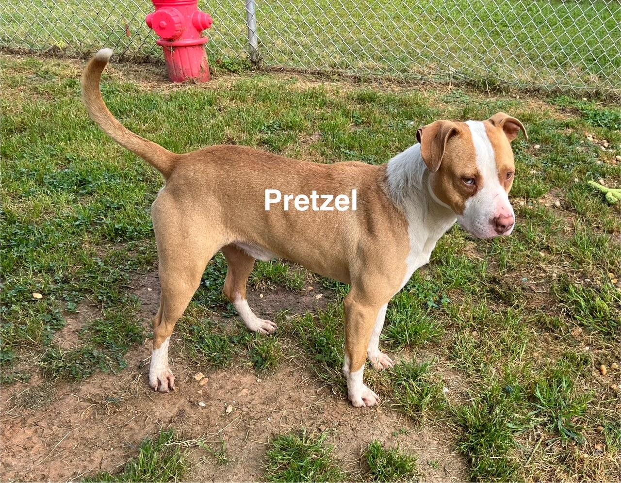 Pretzel photo 1