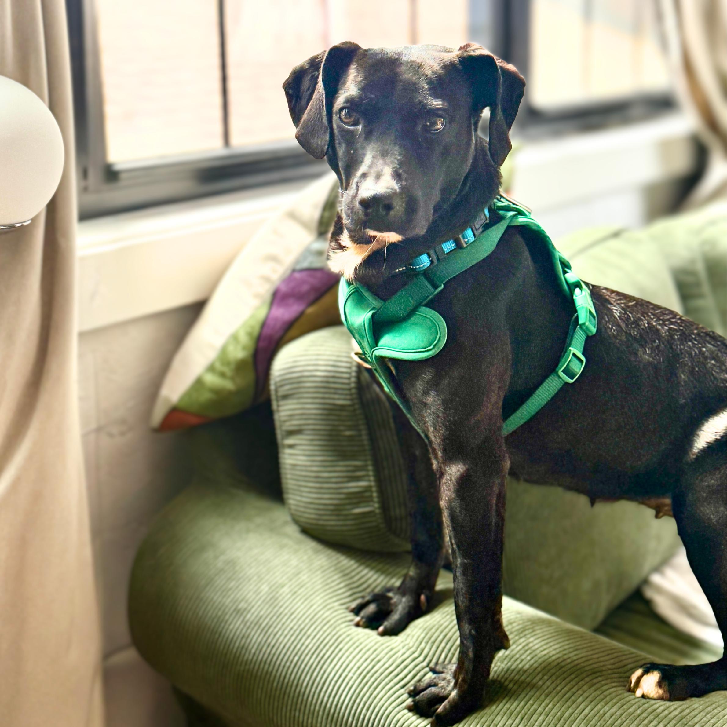 Enlarge Dark Tower, a Adoptable mixed breed in Boston, MA image 5/6