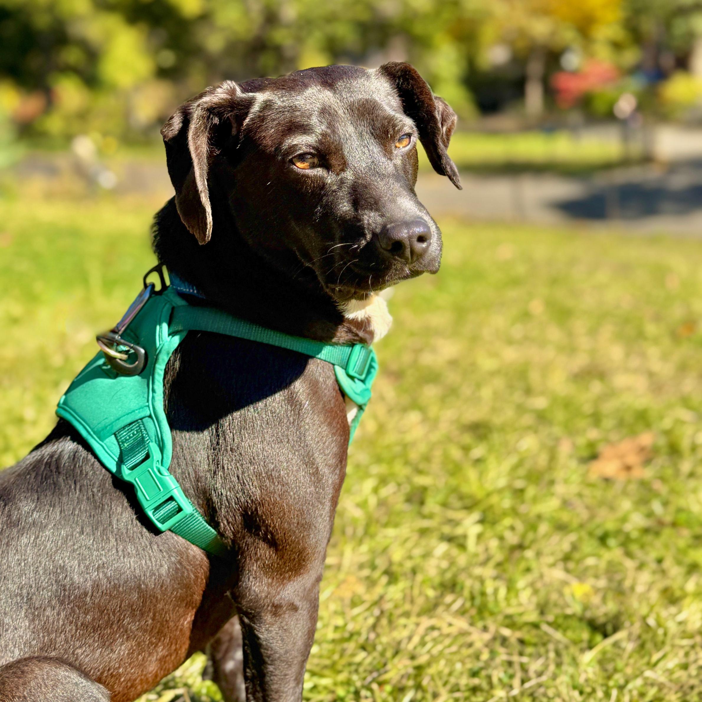 Enlarge Dark Tower, a Adoptable mixed breed in Boston, MA image 4/6