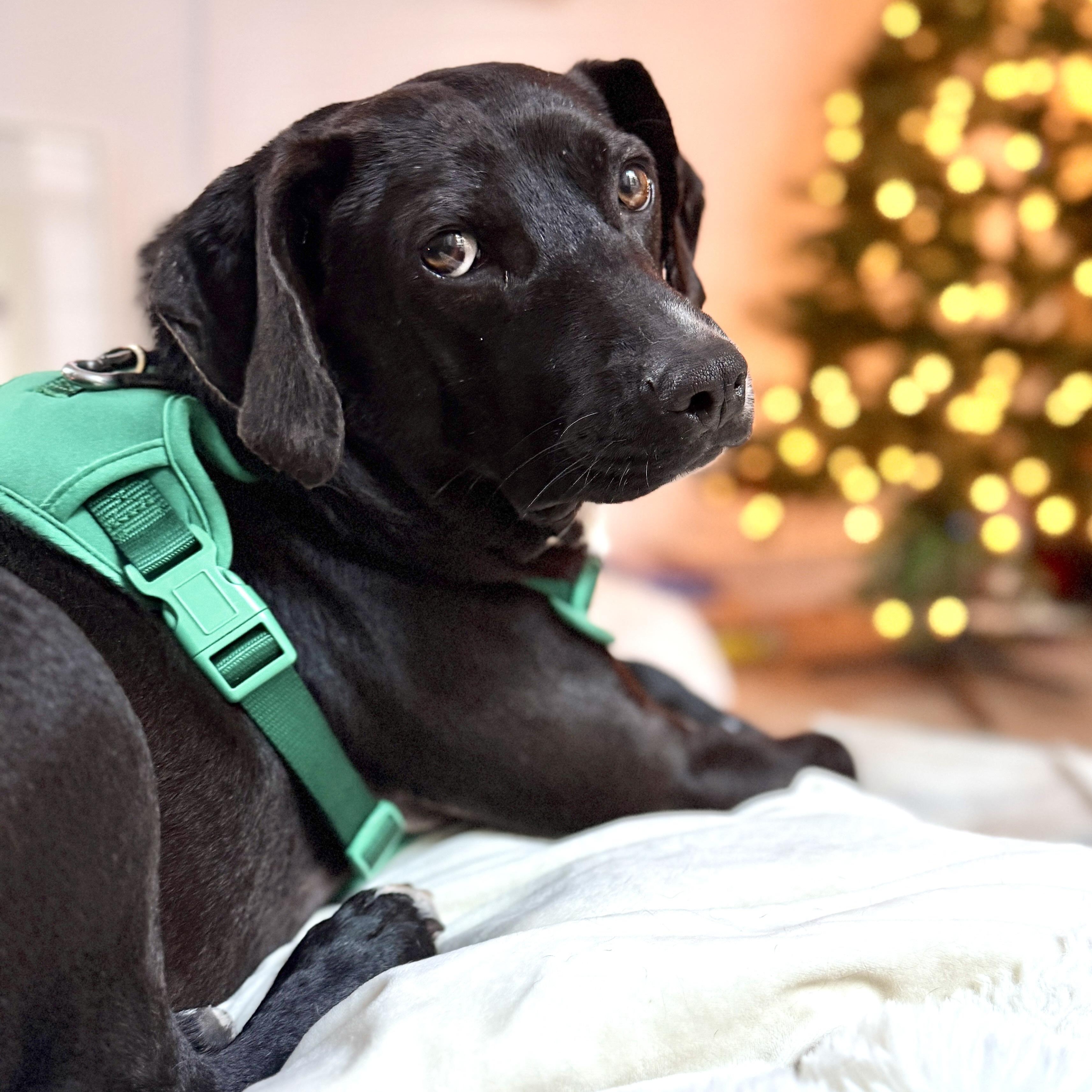 Enlarge Dark Tower, a Adoptable mixed breed in Boston, MA image 1/6