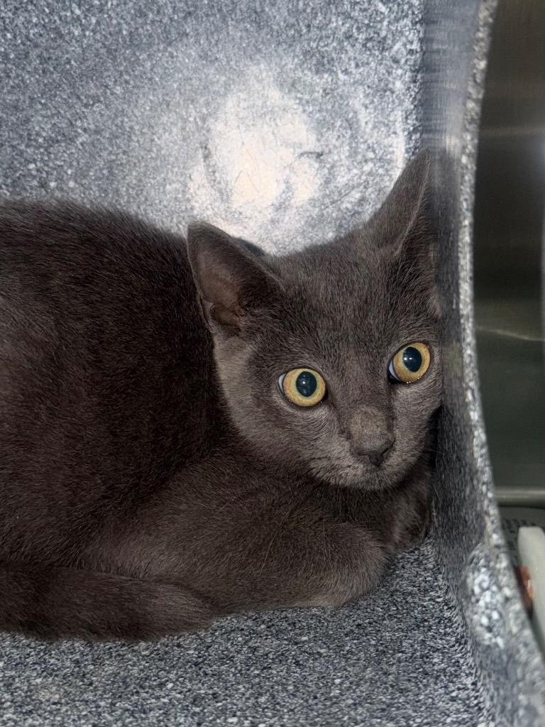 Kiwi, Adoptable, Kitten Female Domestic Short Hair.
