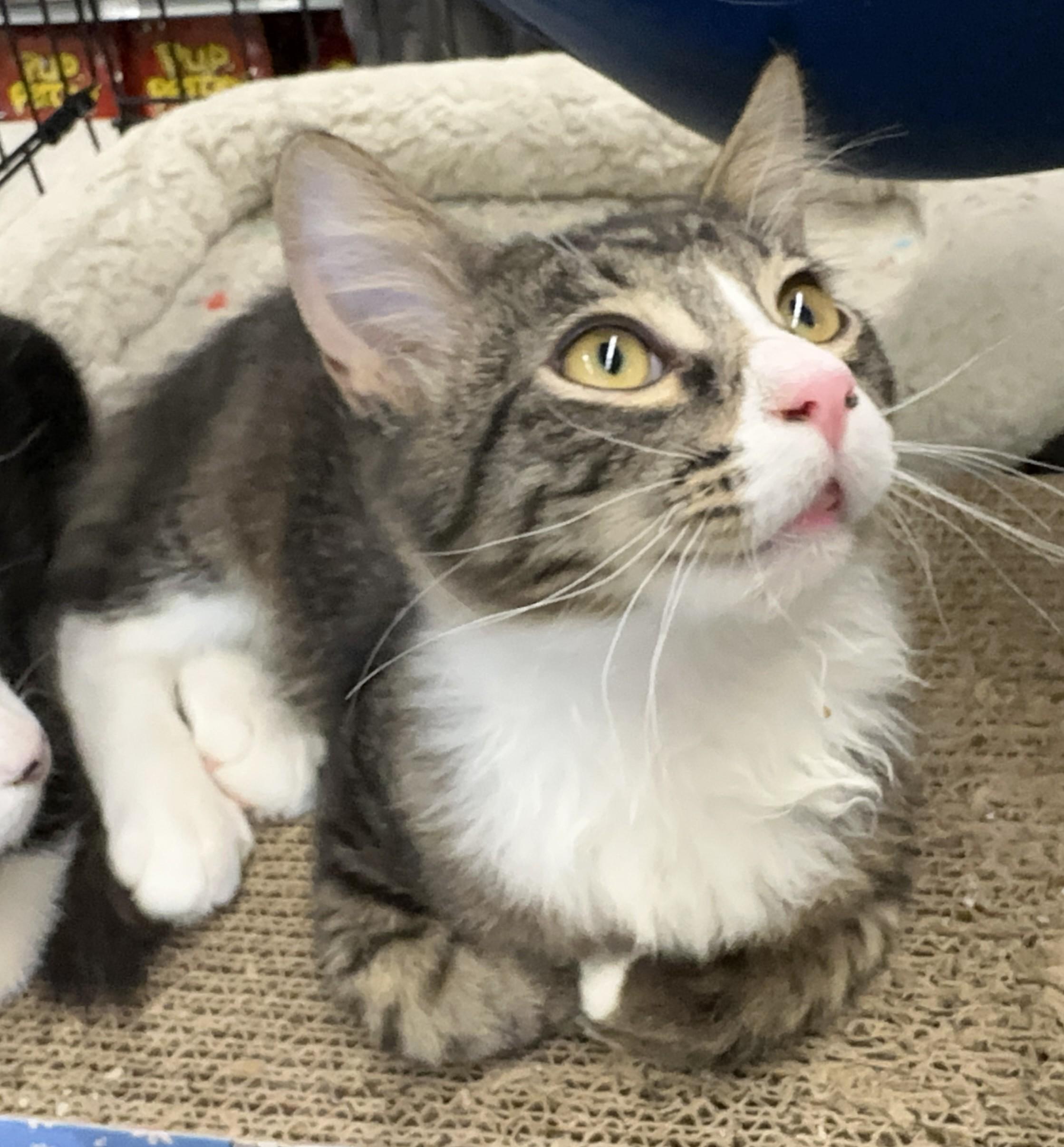 Enlarge Jasper, a Adopted Domestic Medium Hair in Winchester, CA image 4/6