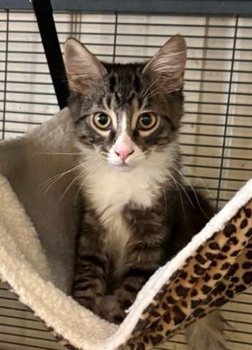 Enlarge Jasper, a Adopted Domestic Medium Hair in Winchester, CA image 2/6