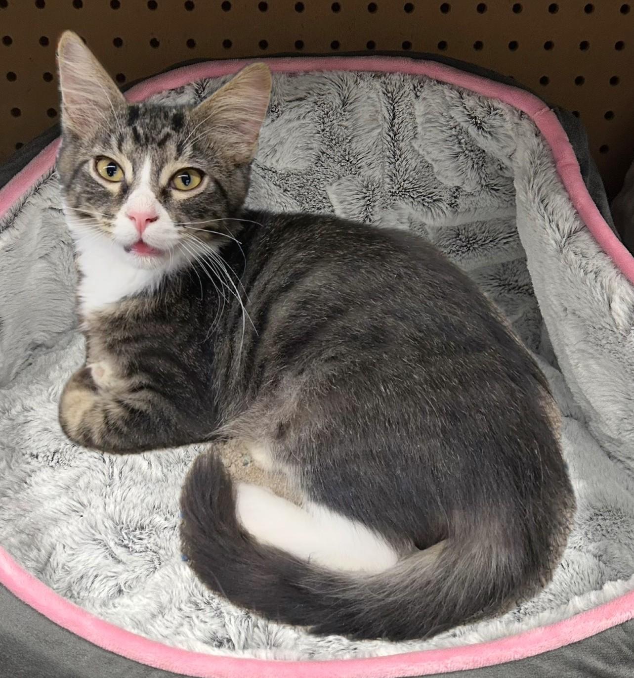 Enlarge Jasper, a Adopted Domestic Medium Hair in Winchester, CA image 5/6