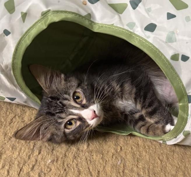 Enlarge Jasper, a Adopted Domestic Medium Hair in Winchester, CA image 6/6