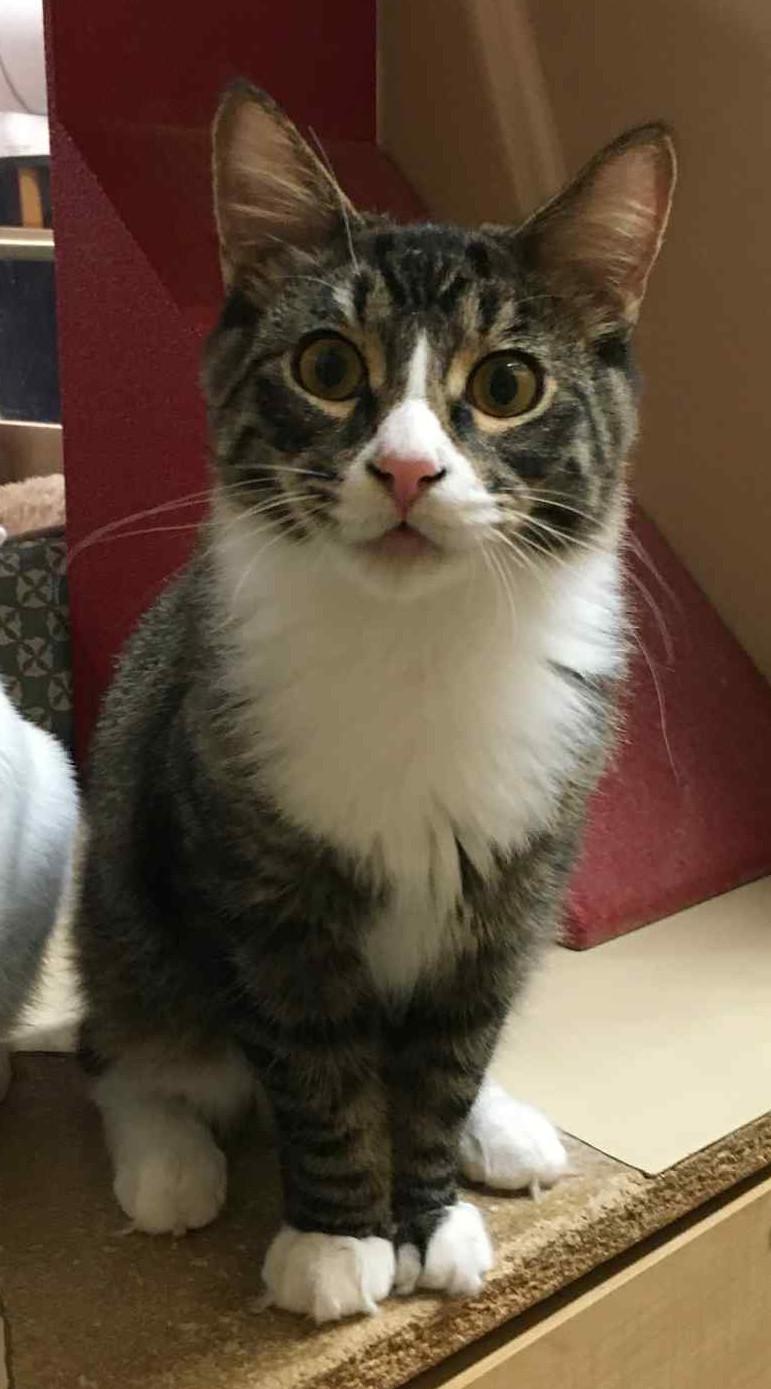 Jasper, Adopted, Young Male Domestic Medium Hair.