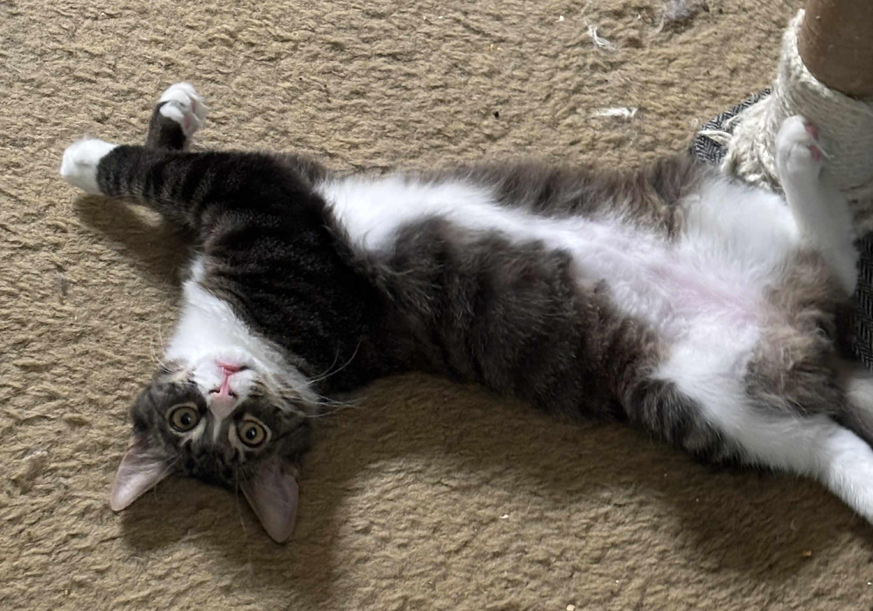 Enlarge Jasper, a Adopted Domestic Medium Hair in Winchester, CA image 3/6