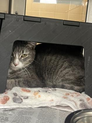 Lily, Adoptable, Adult Female Domestic Short Hair.