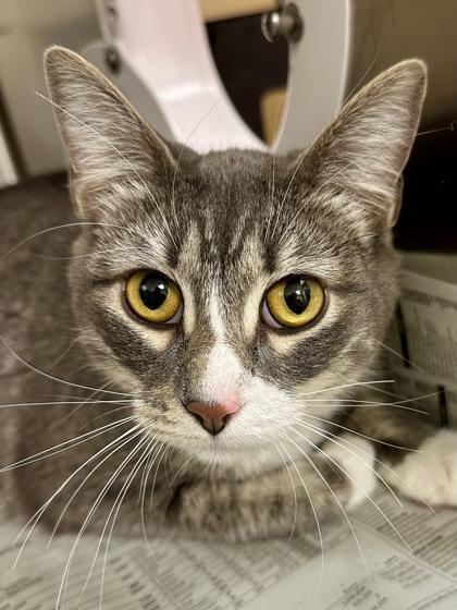 Enlarge Lily, a Adoptable mixed breed in Wichita, KS image 2/3